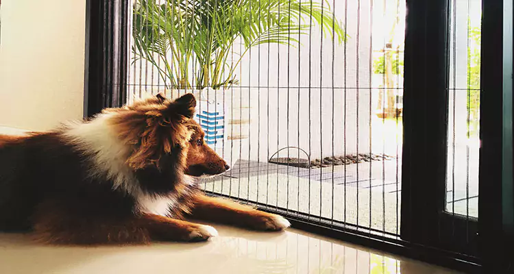Sliding Screen Pet Door Repair in Winter Park, FL