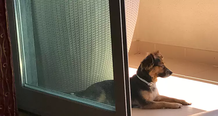 French Door Pet Screen Repair in Winter Park, FL